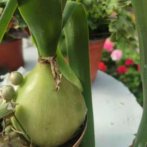 虎眼万年青种子怎么种？虎眼万年青种球什么时候种？-第3张图片-优品飞百科