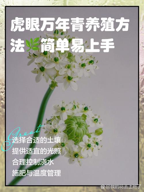 虎眼万年青种子怎么种？虎眼万年青种球什么时候种？-第4张图片-优品飞百科