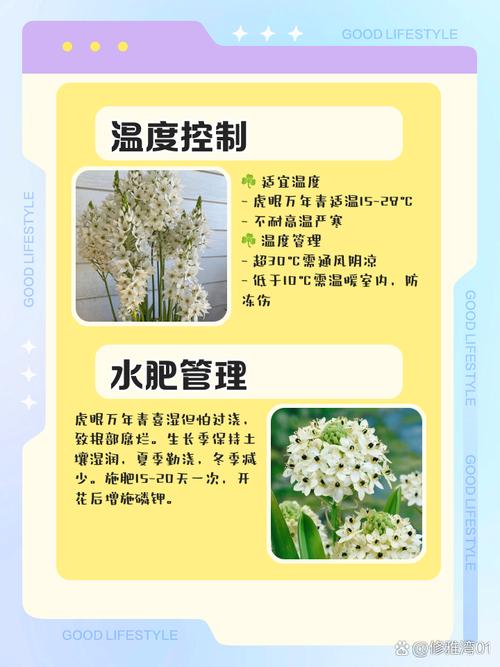 虎眼万年青种子怎么种？虎眼万年青种球什么时候种？-第5张图片-优品飞百科