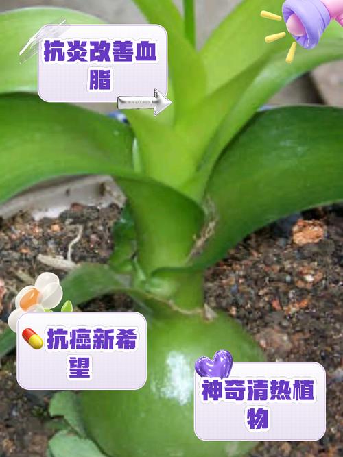 虎眼万年青种子怎么种？虎眼万年青种球什么时候种？-第6张图片-优品飞百科