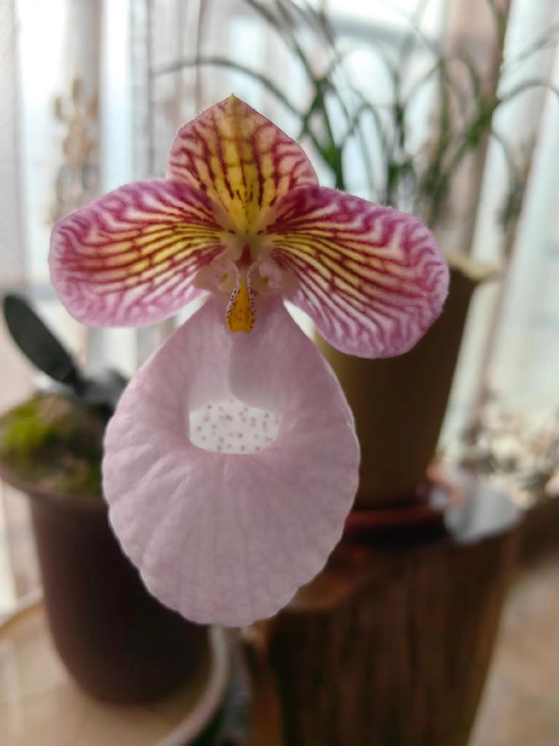 匙唇兰怎么浇水,圆叶匙唇兰怎么养护-第1张图片-优品飞百科 匙唇兰怎么浇水,圆叶匙唇兰怎么养护-第1张图片-优品飞百科