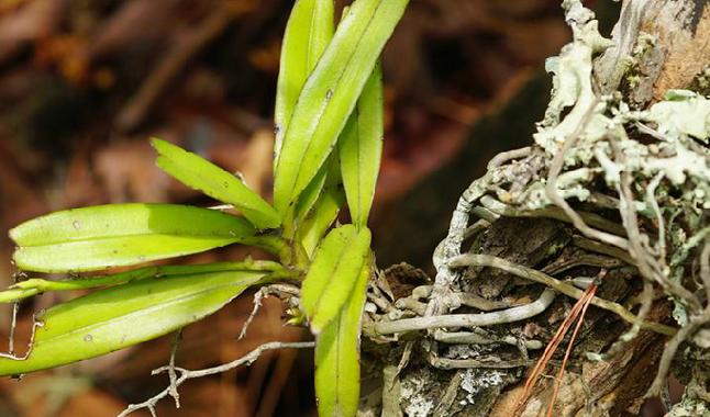 匙唇兰怎么浇水,圆叶匙唇兰怎么养护-第2张图片-优品飞百科 匙唇兰怎么浇水,圆叶匙唇兰怎么养护-第2张图片-优品飞百科
