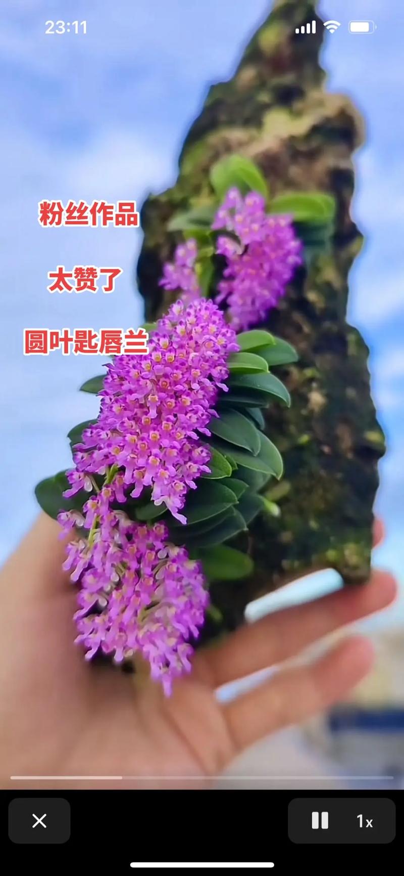 匙唇兰怎么浇水,圆叶匙唇兰怎么养护-第3张图片-优品飞百科 匙唇兰怎么浇水,圆叶匙唇兰怎么养护-第3张图片-优品飞百科