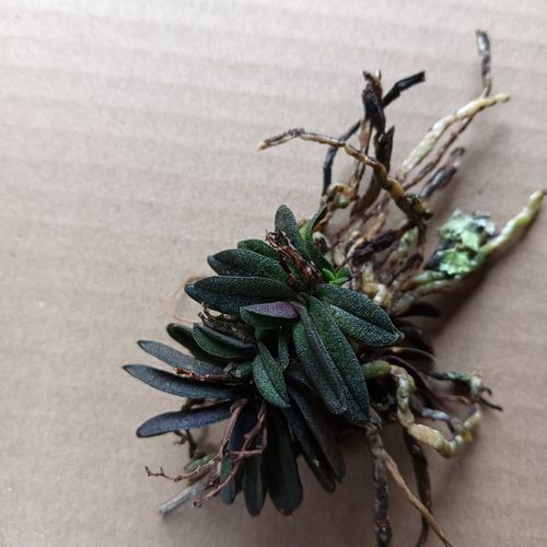 匙唇兰怎么浇水,圆叶匙唇兰怎么养护-第5张图片-优品飞百科 匙唇兰怎么浇水,圆叶匙唇兰怎么养护-第5张图片-优品飞百科