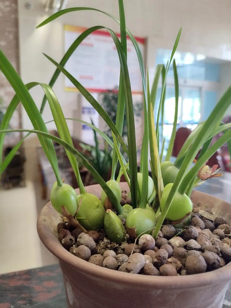 匙唇兰怎么浇水,圆叶匙唇兰怎么养护-第6张图片-优品飞百科 匙唇兰怎么浇水,圆叶匙唇兰怎么养护-第6张图片-优品飞百科