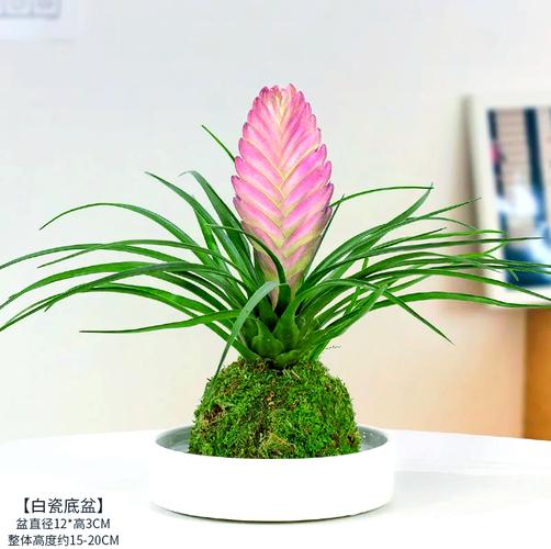 铁兰的养殖方法和注意事项，铁兰的养殖方法和注意事项 盆栽