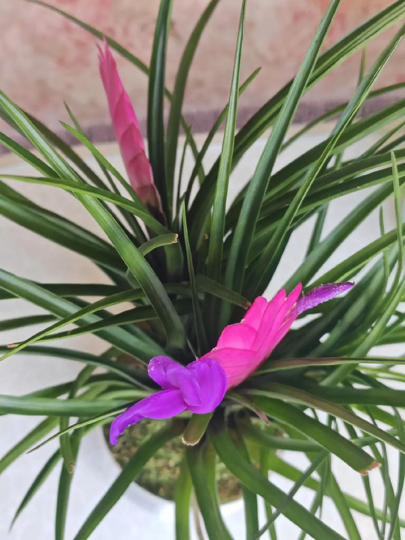 铁兰的养殖方法和注意事项，铁兰的养殖方法和注意事项 盆栽-第2张图片-优品飞百科