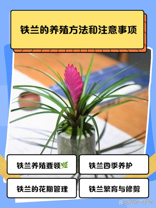 铁兰的养殖方法和注意事项，铁兰的养殖方法和注意事项 盆栽-第3张图片-优品飞百科