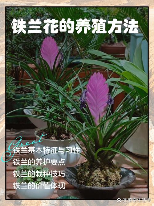 铁兰的养殖方法和注意事项，铁兰的养殖方法和注意事项 盆栽-第5张图片-优品飞百科