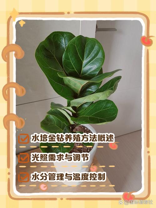 金钻浇什么水,金钻怎样浇水-第1张图片-优品飞百科 金钻浇什么水,金钻怎样浇水-第1张图片-优品飞百科