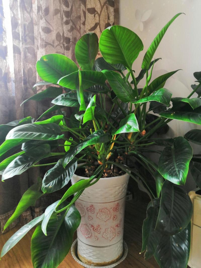 金钻浇什么水,金钻怎样浇水-第2张图片-优品飞百科 金钻浇什么水,金钻怎样浇水-第2张图片-优品飞百科