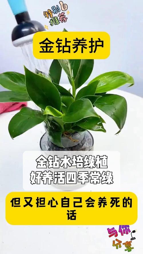 金钻浇什么水,金钻怎样浇水-第3张图片-优品飞百科 金钻浇什么水,金钻怎样浇水-第3张图片-优品飞百科