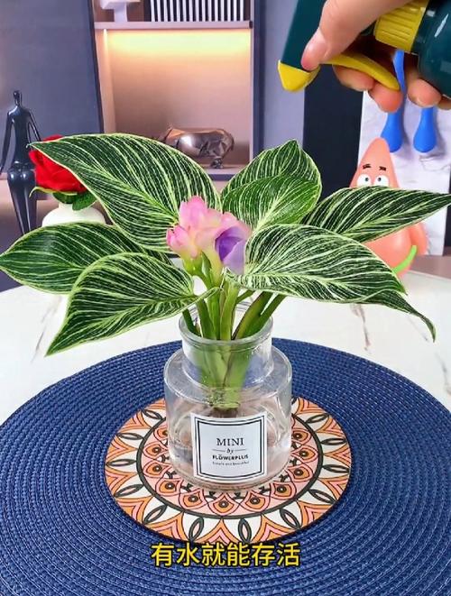 金钻浇什么水,金钻怎样浇水-第4张图片-优品飞百科 金钻浇什么水,金钻怎样浇水-第4张图片-优品飞百科