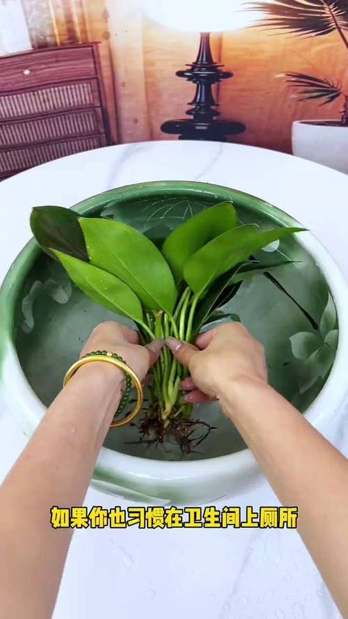 金钻浇什么水,金钻怎样浇水-第5张图片-优品飞百科 金钻浇什么水,金钻怎样浇水-第5张图片-优品飞百科