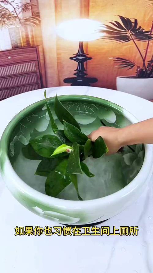 金钻浇什么水,金钻怎样浇水-第6张图片-优品飞百科 金钻浇什么水,金钻怎样浇水-第6张图片-优品飞百科