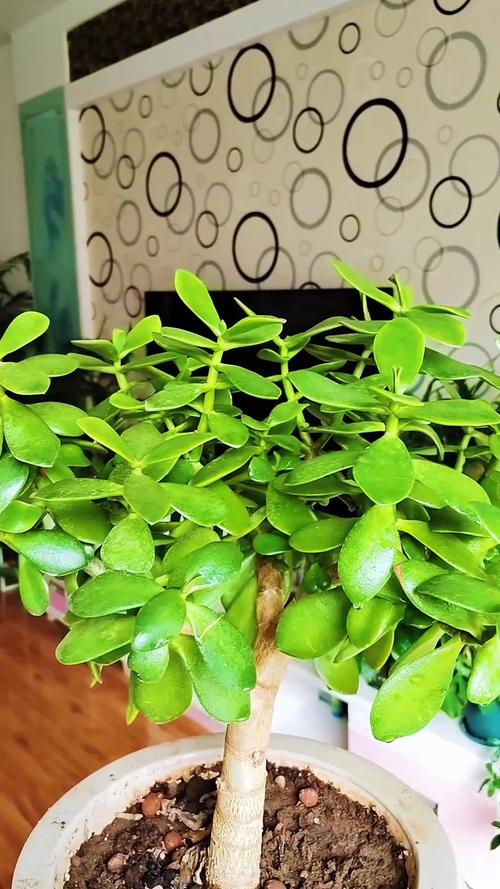 玉树秋天怎么养,玉树秋天怎么养活-第2张图片-优品飞百科 玉树秋天怎么养,玉树秋天怎么养活-第2张图片-优品飞百科