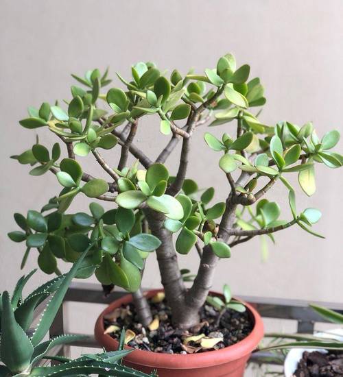 玉树秋天怎么养,玉树秋天怎么养活-第3张图片-优品飞百科 玉树秋天怎么养,玉树秋天怎么养活-第3张图片-优品飞百科