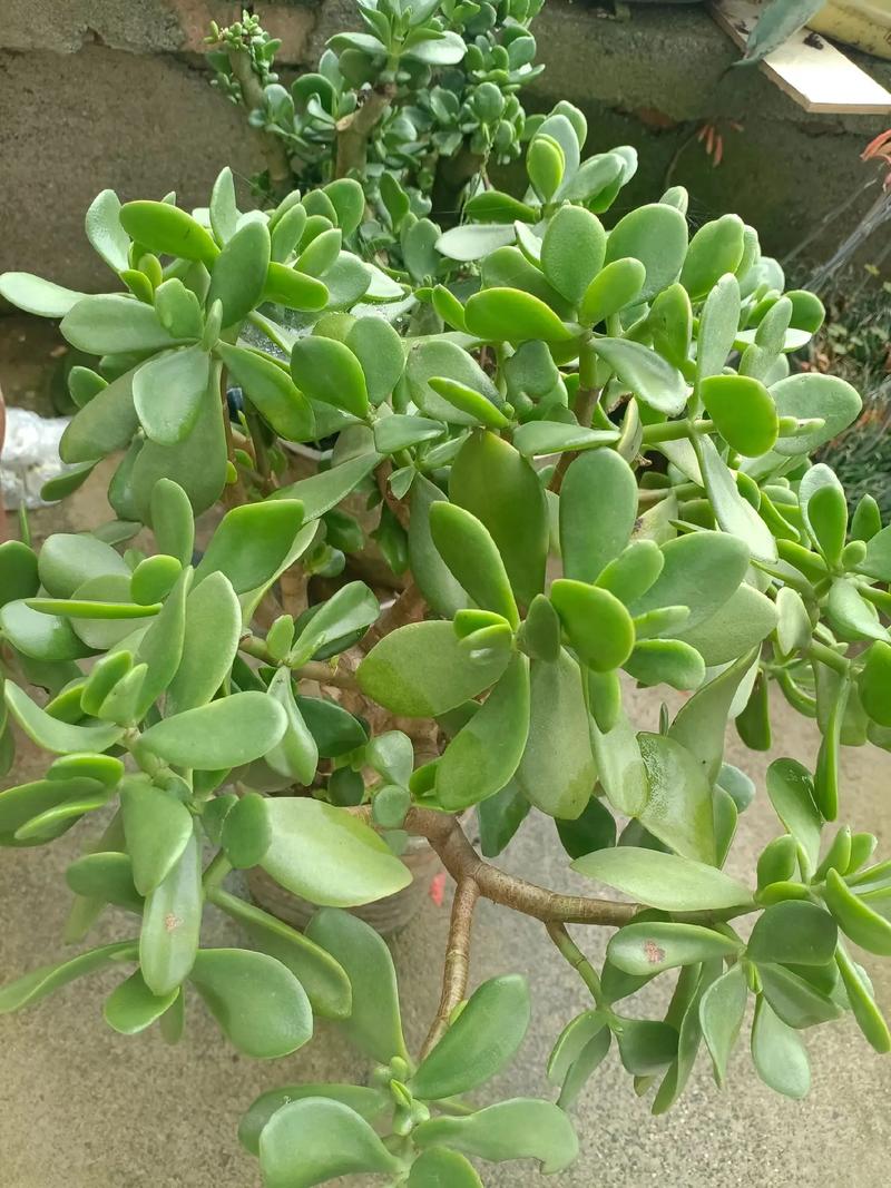 玉树秋天怎么养,玉树秋天怎么养活-第4张图片-优品飞百科 玉树秋天怎么养,玉树秋天怎么养活-第4张图片-优品飞百科