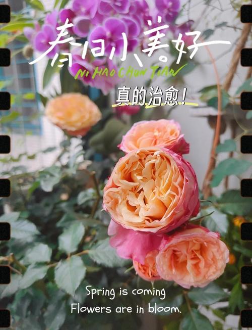 浇水时多做1件事?浇水有什么好处?-第6张图片-优品飞百科 浇水时多做1件事?浇水有什么好处?-第6张图片-优品飞百科