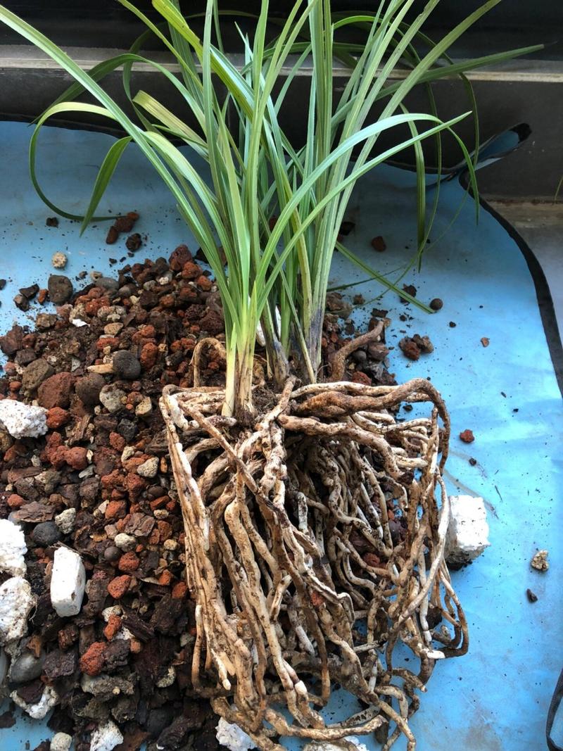 兰花根长出土怎么办，兰花根很多怎么办？-第1张图片-优品飞百科