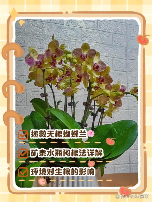 兰花根长出土怎么办，兰花根很多怎么办？-第2张图片-优品飞百科