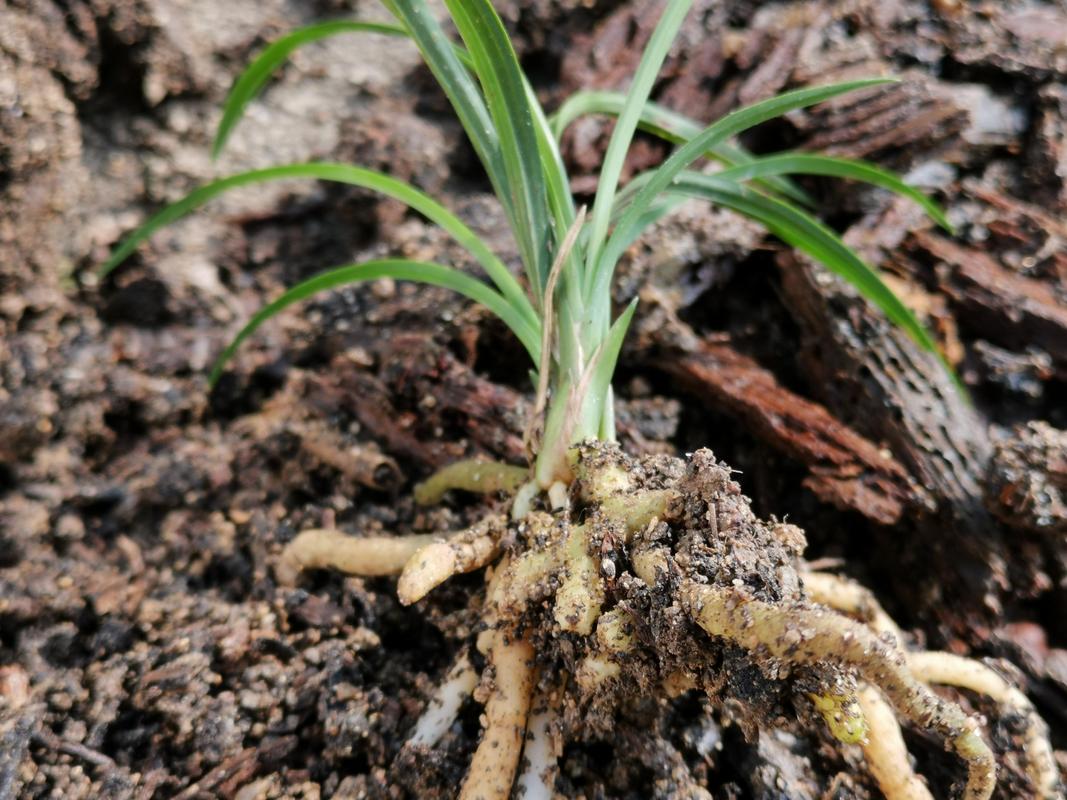 兰花根长出土怎么办，兰花根很多怎么办？-第3张图片-优品飞百科