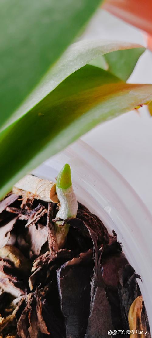 兰花根长出土怎么办，兰花根很多怎么办？-第4张图片-优品飞百科