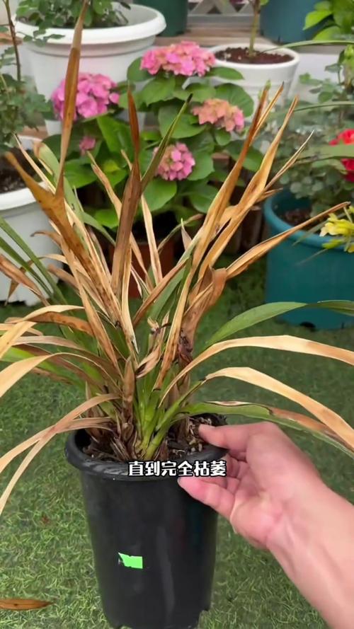 兰花根长出土怎么办，兰花根很多怎么办？-第5张图片-优品飞百科