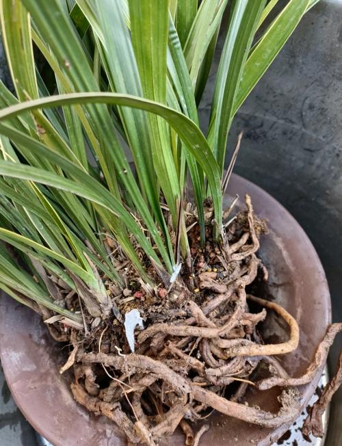 兰花根长出土怎么办，兰花根很多怎么办？-第6张图片-优品飞百科