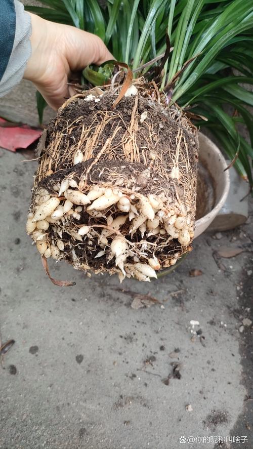 兰花根长出土怎么办，兰花根很多怎么办？-第7张图片-优品飞百科