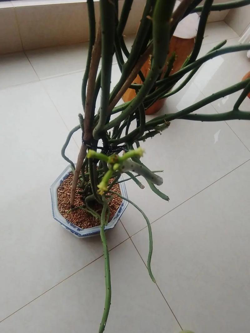 珊瑚树多肉怎么养，珊瑚树多肉的养殖方法和注意事项-第1张图片-优品飞百科