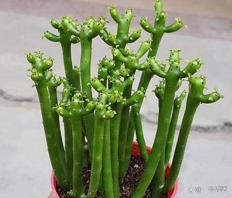 珊瑚树多肉怎么养，珊瑚树多肉的养殖方法和注意事项-第2张图片-优品飞百科