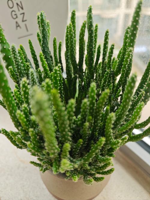 珊瑚树多肉怎么养，珊瑚树多肉的养殖方法和注意事项-第3张图片-优品飞百科