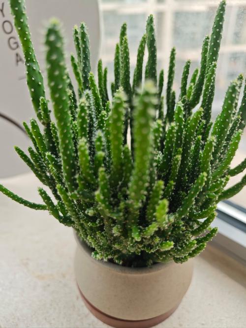 珊瑚树多肉怎么养，珊瑚树多肉的养殖方法和注意事项-第5张图片-优品飞百科