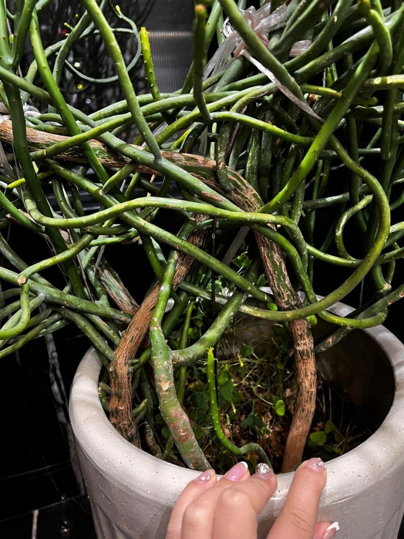 珊瑚树多肉怎么养，珊瑚树多肉的养殖方法和注意事项-第7张图片-优品飞百科