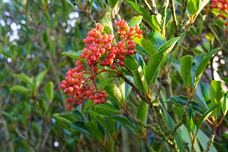 珊瑚树多肉怎么养，珊瑚树多肉的养殖方法和注意事项-第8张图片-优品飞百科