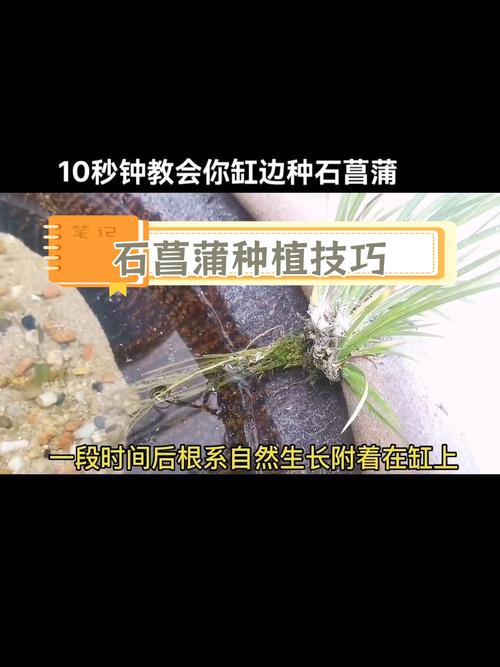 金钱菖蒲水培养殖方法，金钱菖蒲的风水作用？