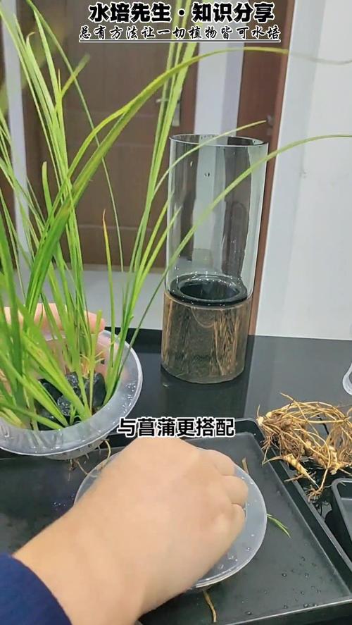 金钱菖蒲水培养殖方法，金钱菖蒲的风水作用？-第2张图片-优品飞百科
