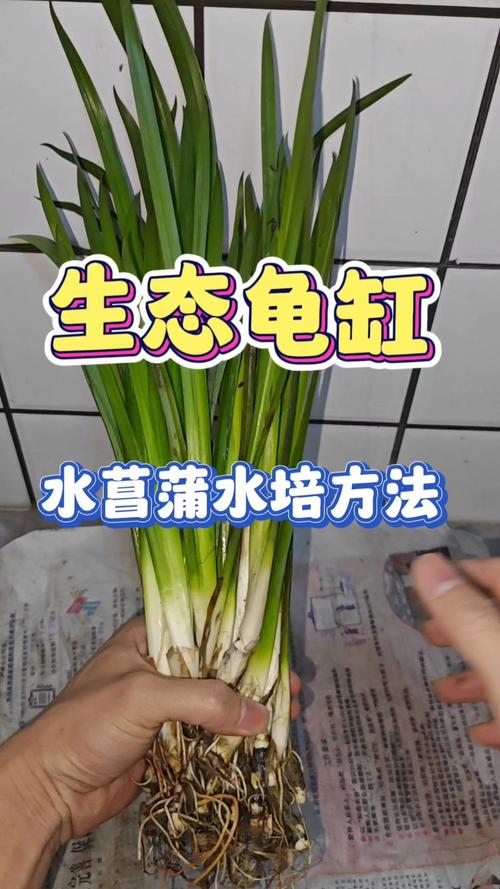 金钱菖蒲水培养殖方法，金钱菖蒲的风水作用？-第3张图片-优品飞百科