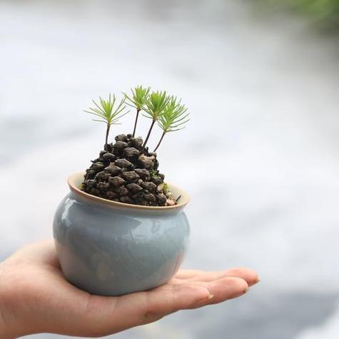 金钱菖蒲水培养殖方法，金钱菖蒲的风水作用？-第4张图片-优品飞百科