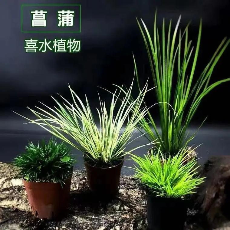 金钱菖蒲水培养殖方法，金钱菖蒲的风水作用？-第5张图片-优品飞百科