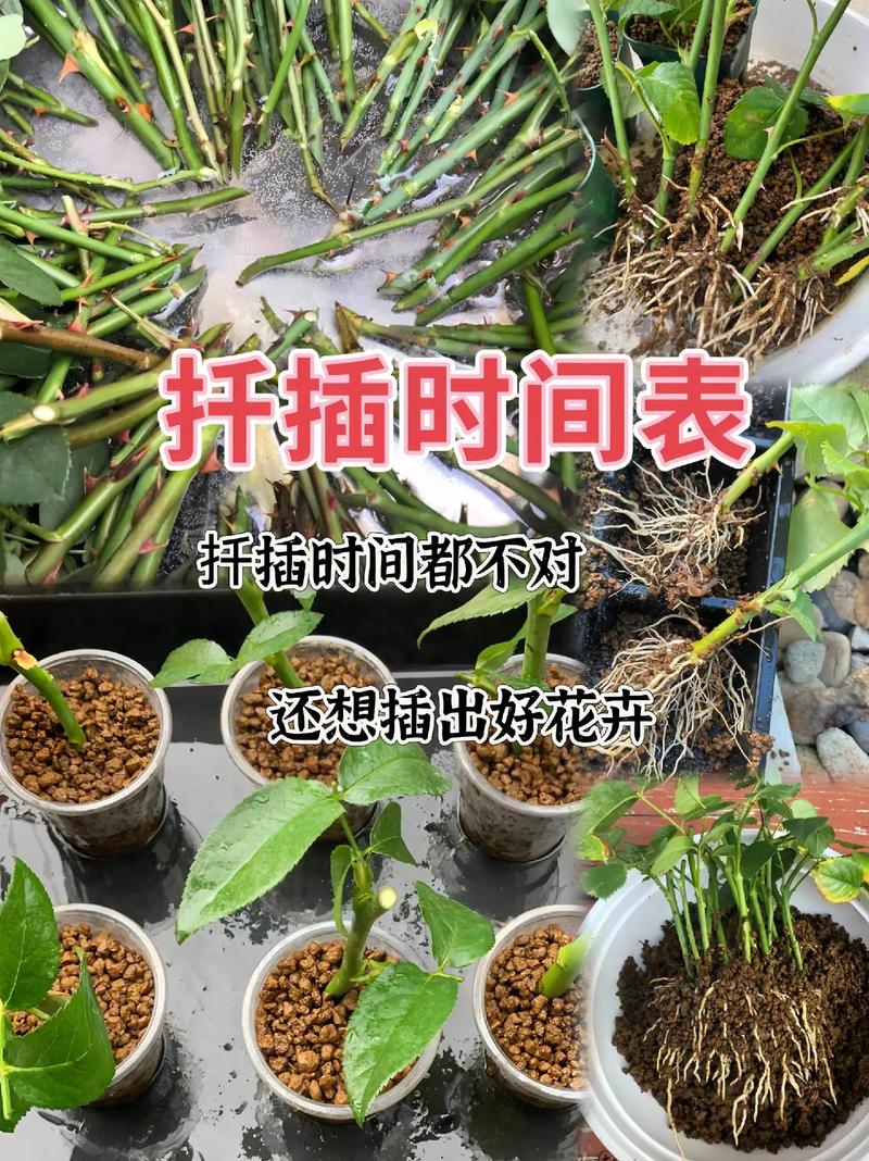 丁香怎么扦插？丁香怎么扦插种植？-第2张图片-优品飞百科