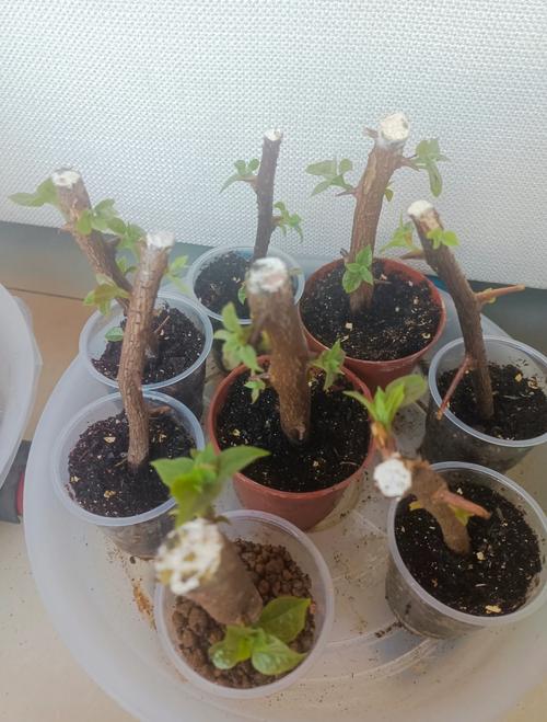 丁香怎么扦插？丁香怎么扦插种植？-第3张图片-优品飞百科