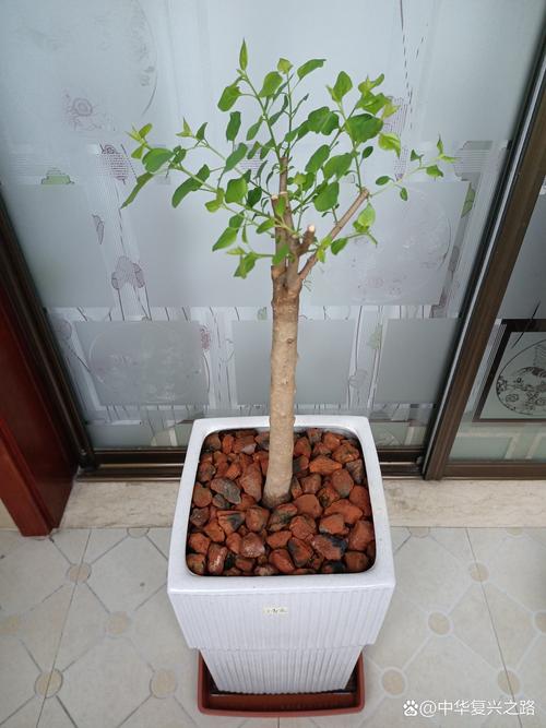 丁香怎么扦插？丁香怎么扦插种植？-第4张图片-优品飞百科