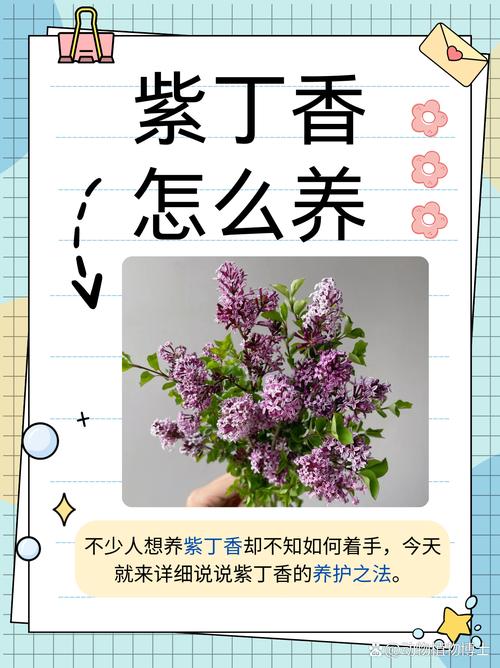 丁香怎么扦插？丁香怎么扦插种植？-第5张图片-优品飞百科