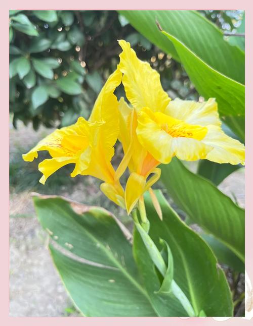 美人蕉春天怎么养？美人蕉季节开花的时间？-第1张图片-优品飞百科