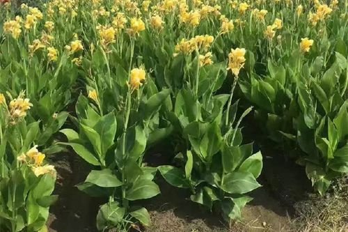 美人蕉春天怎么养？美人蕉季节开花的时间？-第2张图片-优品飞百科