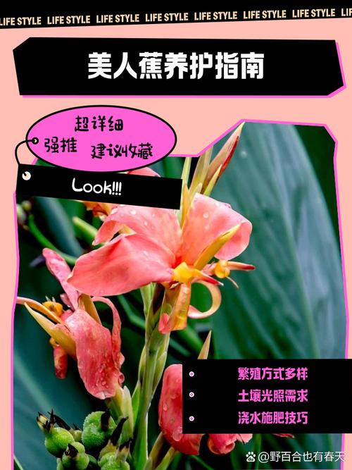 美人蕉春天怎么养？美人蕉季节开花的时间？-第3张图片-优品飞百科
