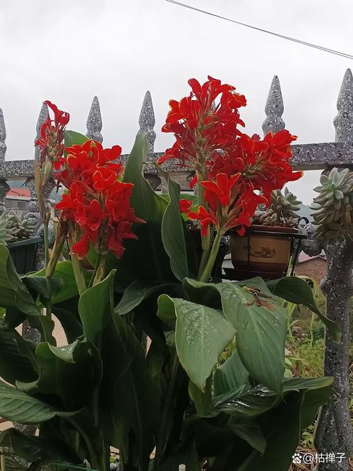 美人蕉春天怎么养？美人蕉季节开花的时间？-第4张图片-优品飞百科