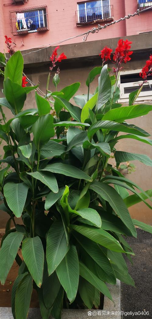 美人蕉春天怎么养？美人蕉季节开花的时间？-第5张图片-优品飞百科